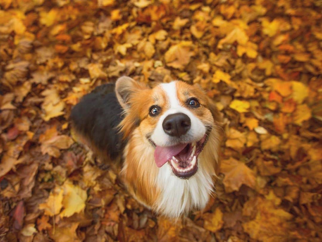 アニマルプラネットさんのインスタグラム写真 - (アニマルプラネットInstagram)「"Did you say it's Friday?" . . . . . #friday #tgif #corgi #dog #puppy #fall #animalplanet #dogs101 #dogs #pembrokewelshcorgi #welshcorgi #autumn #leaves #pets #photooftheday #pictureoftheday」10月24日 2時16分 - animalplanet
