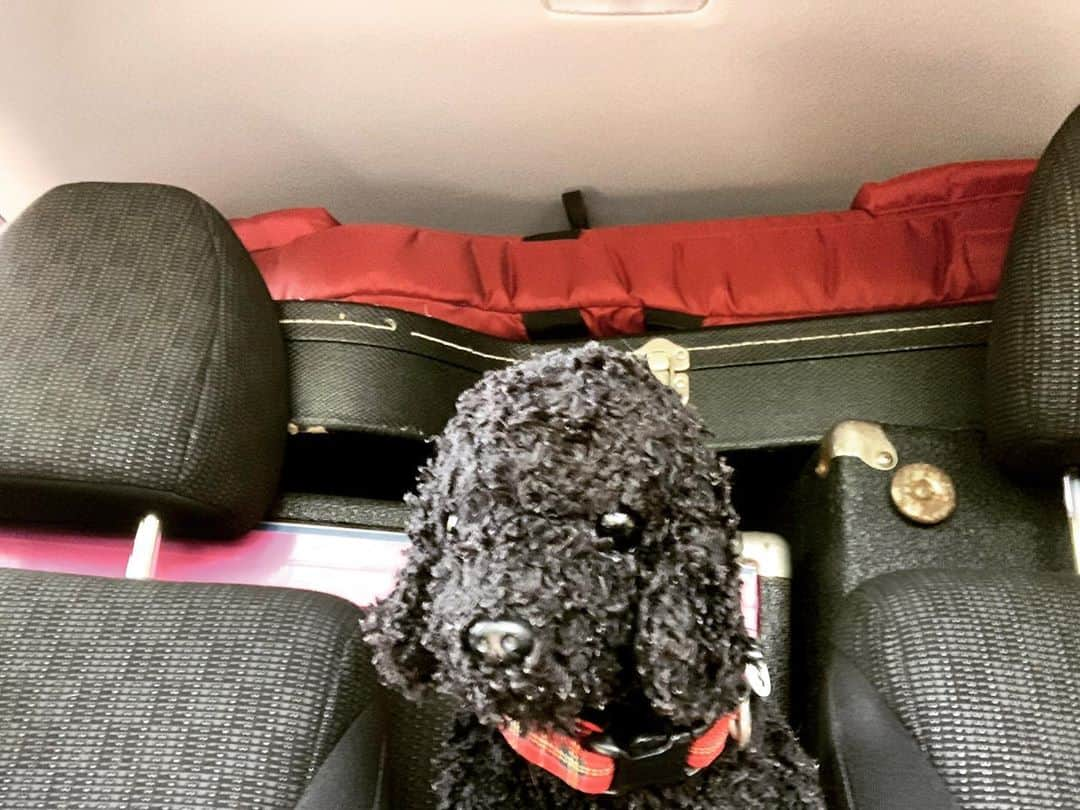 PINKY DOODLE POODLEさんのインスタグラム写真 - (PINKY DOODLE POODLEInstagram)「We’re going to West Asheville, NC to gig tonight!! Outside stage, 2sets, with drummer!! See you soon!😊 @fleetwoodsavl   #ustour2020  #pinkydoodlepoodle  #pdp  #highenergyrocknroll  #livemusic #rockmusic #rock #rockband  #japanese #japaneserockband #chickenranchrecords #livetour  #tourlife #musicianlife #musician #gibsonguitars #gibsonbass  #eb3 #lespaul #marshallamps #vintage #femalebassist #femalevocalist」10月24日 2時34分 - pinkydoodlepoodle