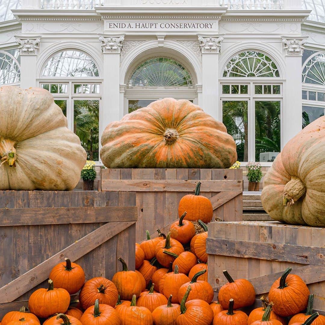 ニューヨーク植物園のインスタグラム：「Some of the biggest pumpkins in the world are now on display at NYBG. 🎃 . Top off the Halloween season by checking out these botanical behemoths, each weighing in at more than 2,000 pounds. These humongous pumpkins are meticulously cared for every year by elite growers and brought to NYBG in collaboration with the Great Pumpkin Commonwealth—but don't wait, as they'll only be here through November 1. Come and visit them this weekend, along with the thousands of other pumpkins, gourds, and squash that make up our Great Pumpkin Path. . #plantlove #AllInNYC」