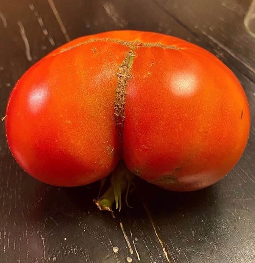 uglyfruitandvegさんのインスタグラム写真 - (uglyfruitandvegInstagram)「Here comes the weekEND. 🍅🍑👀 Pic by @slackowitz #TomatoThongThThongThongThong」10月24日 2時42分 - uglyfruitandveg