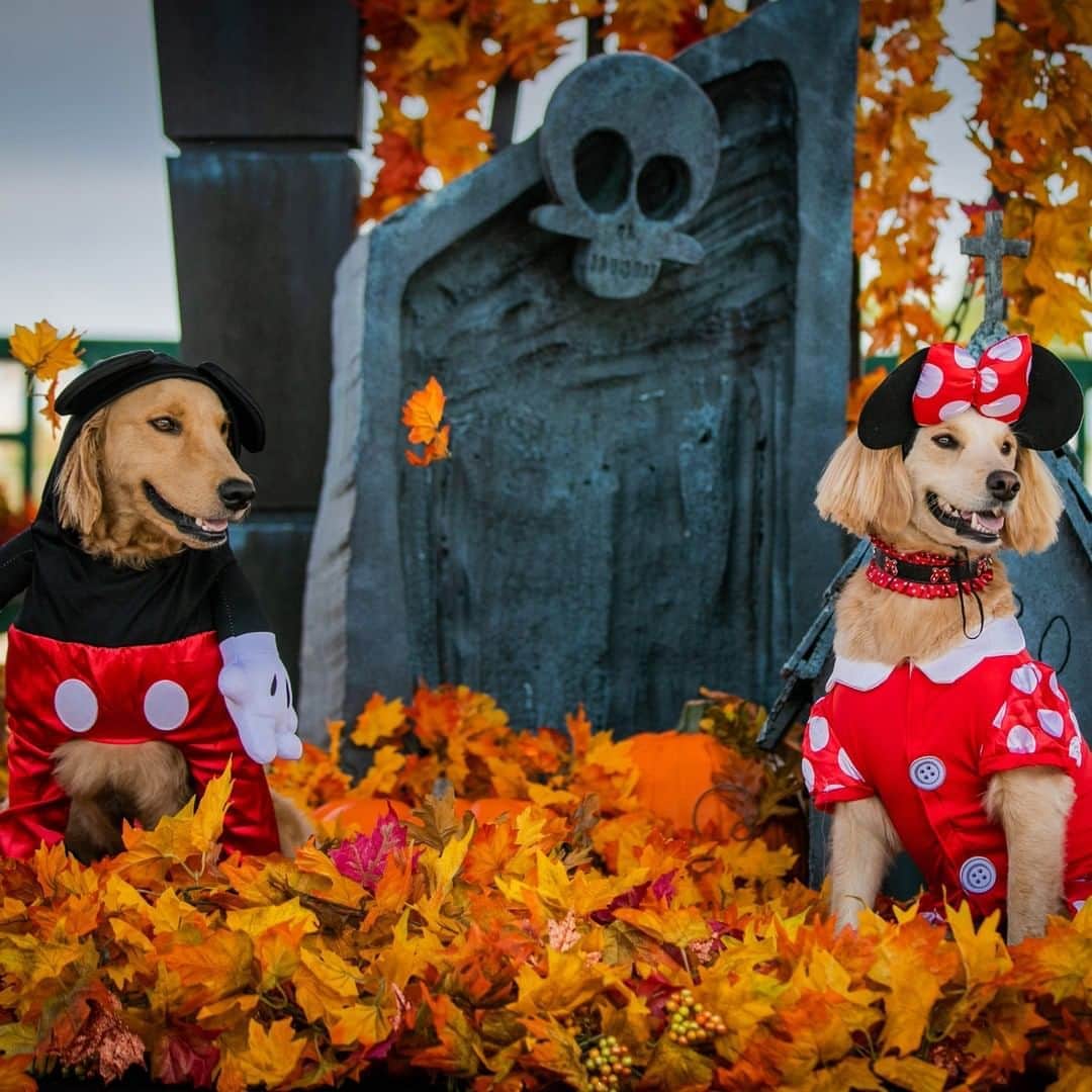 Disneyさんのインスタグラム写真 - (DisneyInstagram)「These dogs are getting into the Halloween spirit! Check out the newest Disney Halloween fashions for four-legged friends! 🎃🐶 See more at the link in bio. #DisneyMagicMoments #DisneyHalloMoments」10月24日 3時00分 - disney