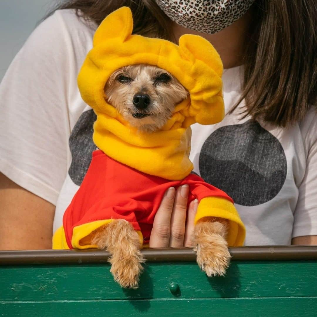 Disneyさんのインスタグラム写真 - (DisneyInstagram)「These dogs are getting into the Halloween spirit! Check out the newest Disney Halloween fashions for four-legged friends! 🎃🐶 See more at the link in bio. #DisneyMagicMoments #DisneyHalloMoments」10月24日 3時00分 - disney