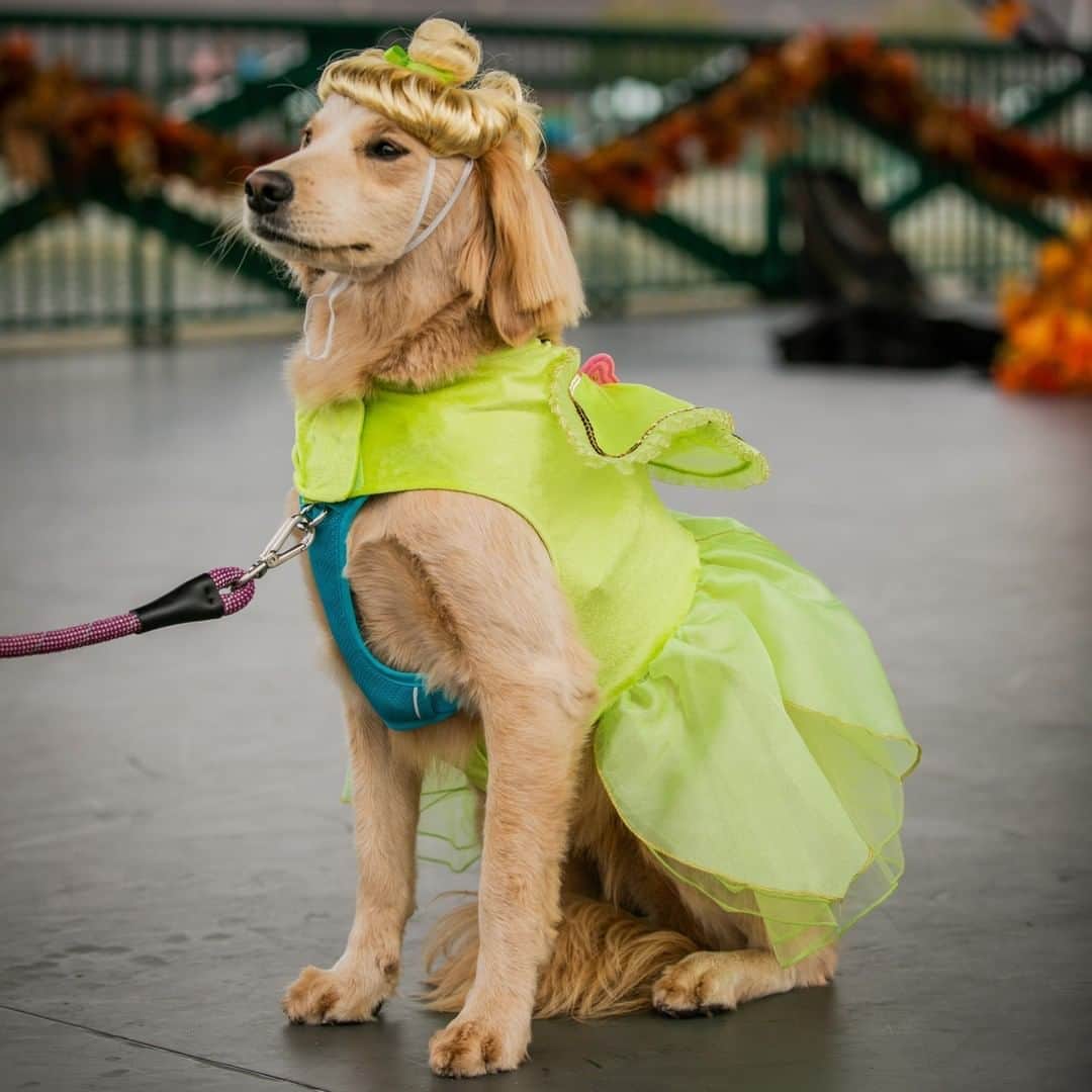Disneyさんのインスタグラム写真 - (DisneyInstagram)「These dogs are getting into the Halloween spirit! Check out the newest Disney Halloween fashions for four-legged friends! 🎃🐶 See more at the link in bio. #DisneyMagicMoments #DisneyHalloMoments」10月24日 3時00分 - disney