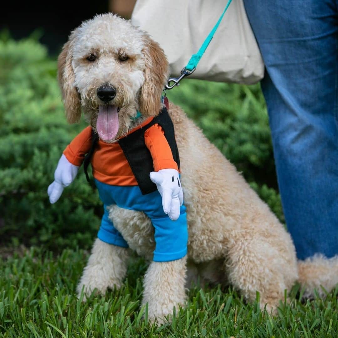 Disneyさんのインスタグラム写真 - (DisneyInstagram)「These dogs are getting into the Halloween spirit! Check out the newest Disney Halloween fashions for four-legged friends! 🎃🐶 See more at the link in bio. #DisneyMagicMoments #DisneyHalloMoments」10月24日 3時00分 - disney