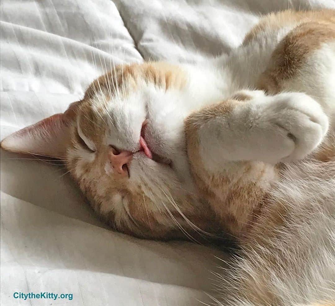 City the Kittyのインスタグラム：「TGIF. Hope all of you are doing ok.❤️ #tgif #staywell」