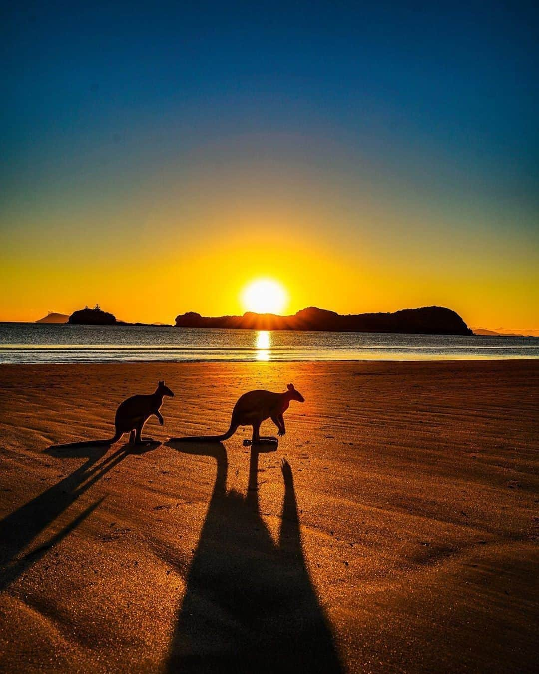 Australiaさんのインスタグラム写真 - (AustraliaInstagram)「Just when you thought a beach sunrise couldn’t get any better 🌅🦘@papa_beggs snapped these two out for their early-morning 'hop' at #CapeHillsborough near @visitmackay. Sightings like this are not uncommon on @queensland’s #CapeHillsboroughBeach, in fact, the local #Wallabies and #EasternGreyKangaroos can be seen here every day! They rifle through the morning tide for a healthy breakfast of mangrove seed pods, seaweed and coral sand dollars. For the full experience, stay at nearby @CapeHillsboroughTouristPark, spend your morning with the roos, then pull on your hiking shoes and take a walk to #AndrewsPointLookout or #WedgeIsland. #seeaustralia #thisisqueensland #meetmackayregion #holidayherethisyear」10月24日 4時00分 - australia