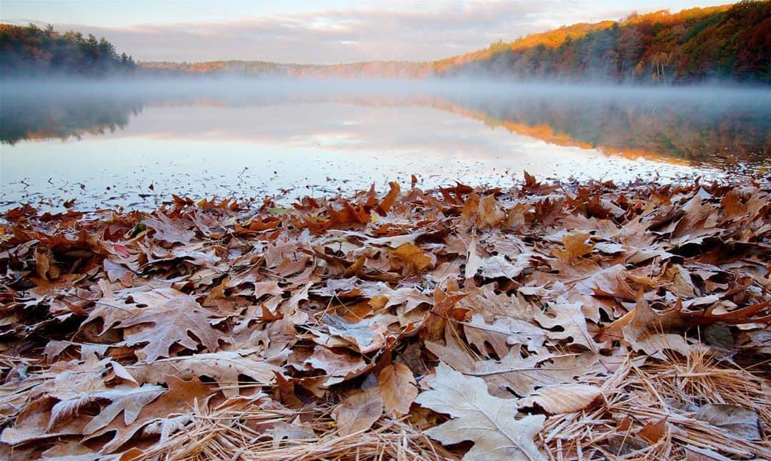 Tim Lamanさんのインスタグラム写真 - (Tim LamanInstagram)「Photo by @TimLaman. “Frosty November Morning”. It’s that time of year when it’s a joy to live in New England and have such beauty just out our windows.  Walden Pond, made famous by Henry David Thoreau, is close to where I live, and creating images there has been a personal artistic outlet for me for many years.  Having a “backyard” project, has proved all the more important as a photographer during these crazy covid times.  Today for #FineArtFriday, I’m sharing a few of my favorite fall images of this special place.  Really it’s just a small pond in the woods in New England, not different from hundreds of others.  Beauty is in the eye of the beholder as they say…. and maybe being there at the right moment to capture it.    Happy Friday.  Do get outside and enjoy the beautiful fall this weekend! Prints available in my online gallery www.timlamanfineart.com. (link in bio). #WaldenPond #NewEngland #HDT #Massachusetts #fallcolors #autumn」10月24日 4時26分 - timlaman