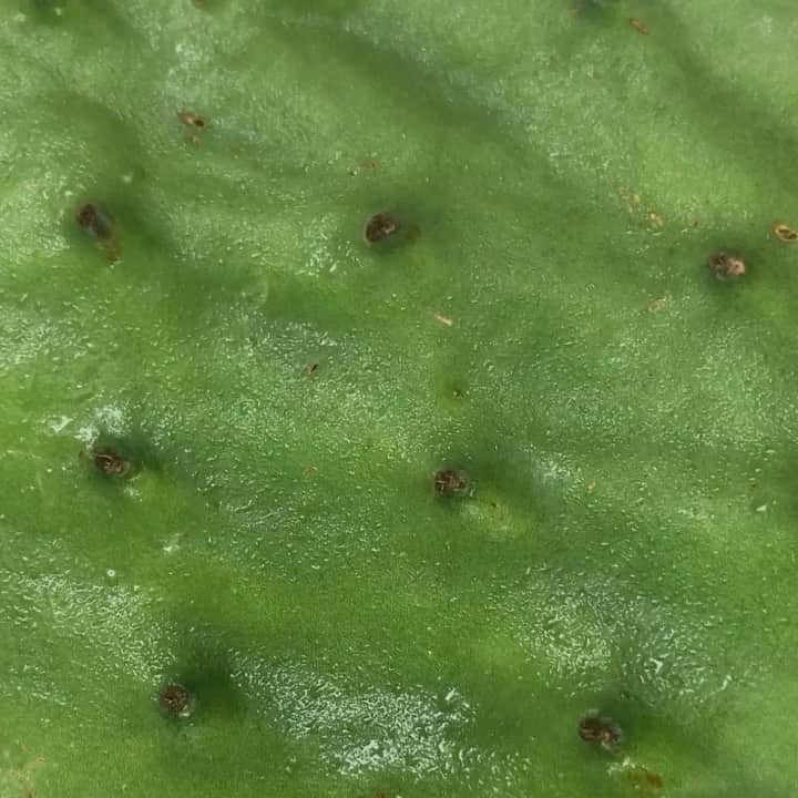 Weledaのインスタグラム：「COMING 10/26: Discover a Miracle of Moisture! Can you guess our newest facial care lead plant? 🌿 Let us know what you think in the comments below! #WeledaSkin」