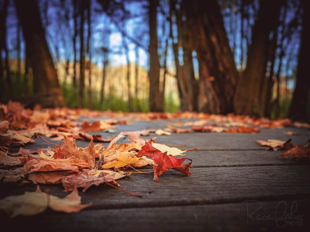 Ricoh Imagingさんのインスタグラム写真 - (Ricoh ImagingInstagram)「Posted @withregram • @renefisher_photography First Test Run with the GRIII out in the elements!⁠ ⁠ I absolutely love being able to go on a trail with my K-3 II 300mm f/4 da* combo locked and loaded for capturing wildlife quickly, and then easily take some landscape shots with the GRIII. I'm shocked to discover that the GRIII produces nearly identical image quality as the K3II as well. :) ⁠ .⁠ .⁠ .⁠ .⁠ .⁠ .⁠ .⁠ ⁠ #Canada_PhotoLovers⁠ #fallcolours #autumn #Fallcolors⁠ #beautyofnature #discoverON #YourShotPhotographer #natgeoyourshot  #insidecanada ⁠ #visual_heaven #landscapephoto #landscape_lover #natgeoadventure #landscapelover #landscapehunter #natgeoyourshot #naturelover_gr #splendid_earth #earth_portraits #beautyofnature  #nakedplanet #roamtheplanet #fantastic_earth ⁠  #pentaxian #richohimaging #shootpentax #GRIII #GR3 #teamRicohImaging #teampentax⁠」10月24日 4時41分 - ricohpentax