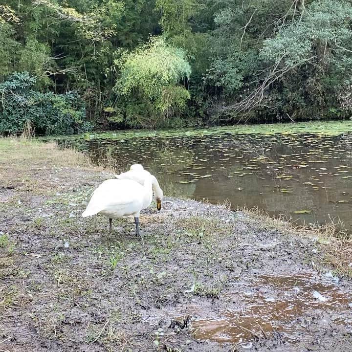 高橋文樹のインスタグラム：「チャパチャパしている白鳥。」