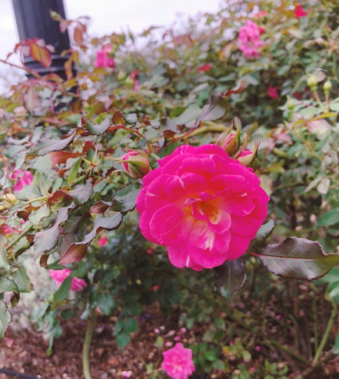 安めぐみさんのインスタグラム写真 - (安めぐみInstagram)「いつかの帰り道に、娘と見つけて綺麗✨とぱちり。 #お花 #土曜日 #今日はポカポカですね」10月24日 15時29分 - yasu_megumi_official