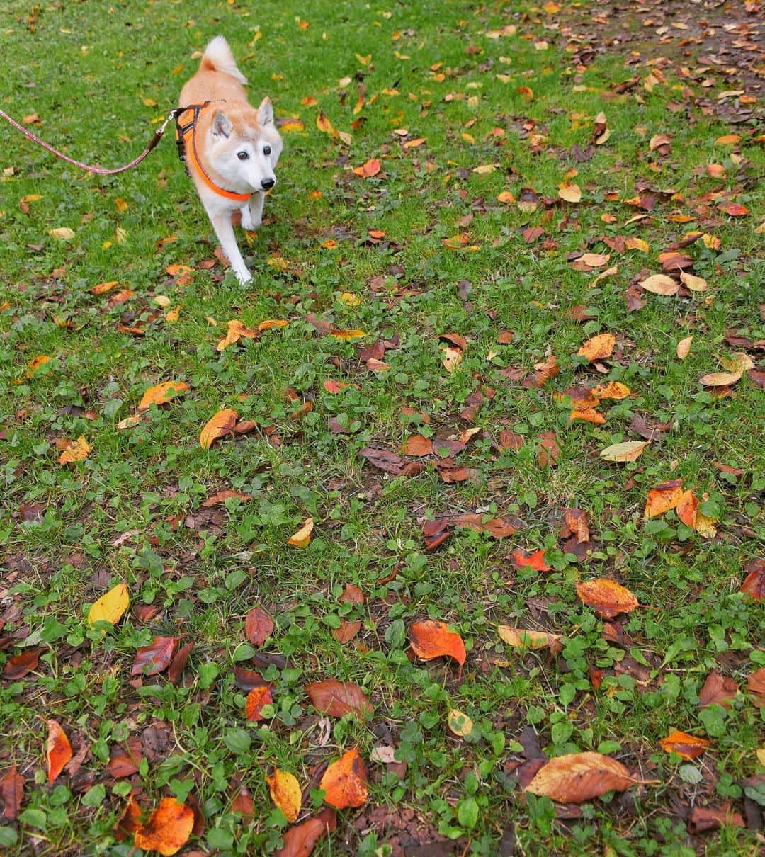 meekooのインスタグラム：「公園はほんのり秋のにおい🍁 2020.10.24」