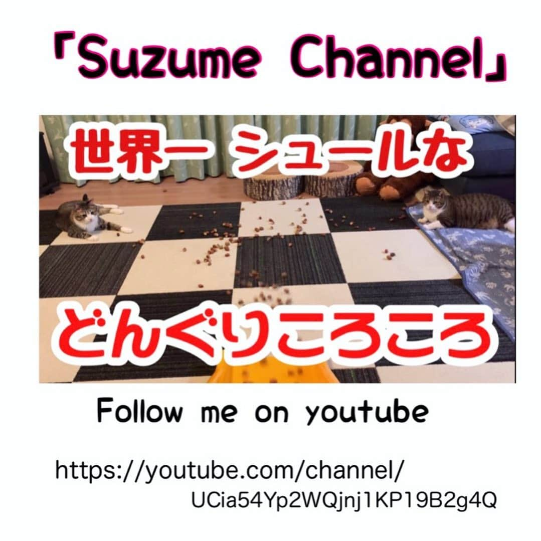 すずめくんさんのインスタグラム写真 - (すずめくんInstagram)「🐥🐒  どんぐりを拾ったので…  #どんぐりころころ やってみました！！  はじめて "どんぐりころころ" を見たときのすーうーの反応🙀❣️  YouTubeに載せたから見てみてね😹💖  ☑️Follow me on YouTube😺💖  We uploaded a video of "Cat's reaction when seeing an acorn for the first time" on YouTube. See the fifth piece of this post for more details.😻❣️  Thank you💖  #youtube #どんぐり #シュール」10月24日 15時32分 - suzume0513