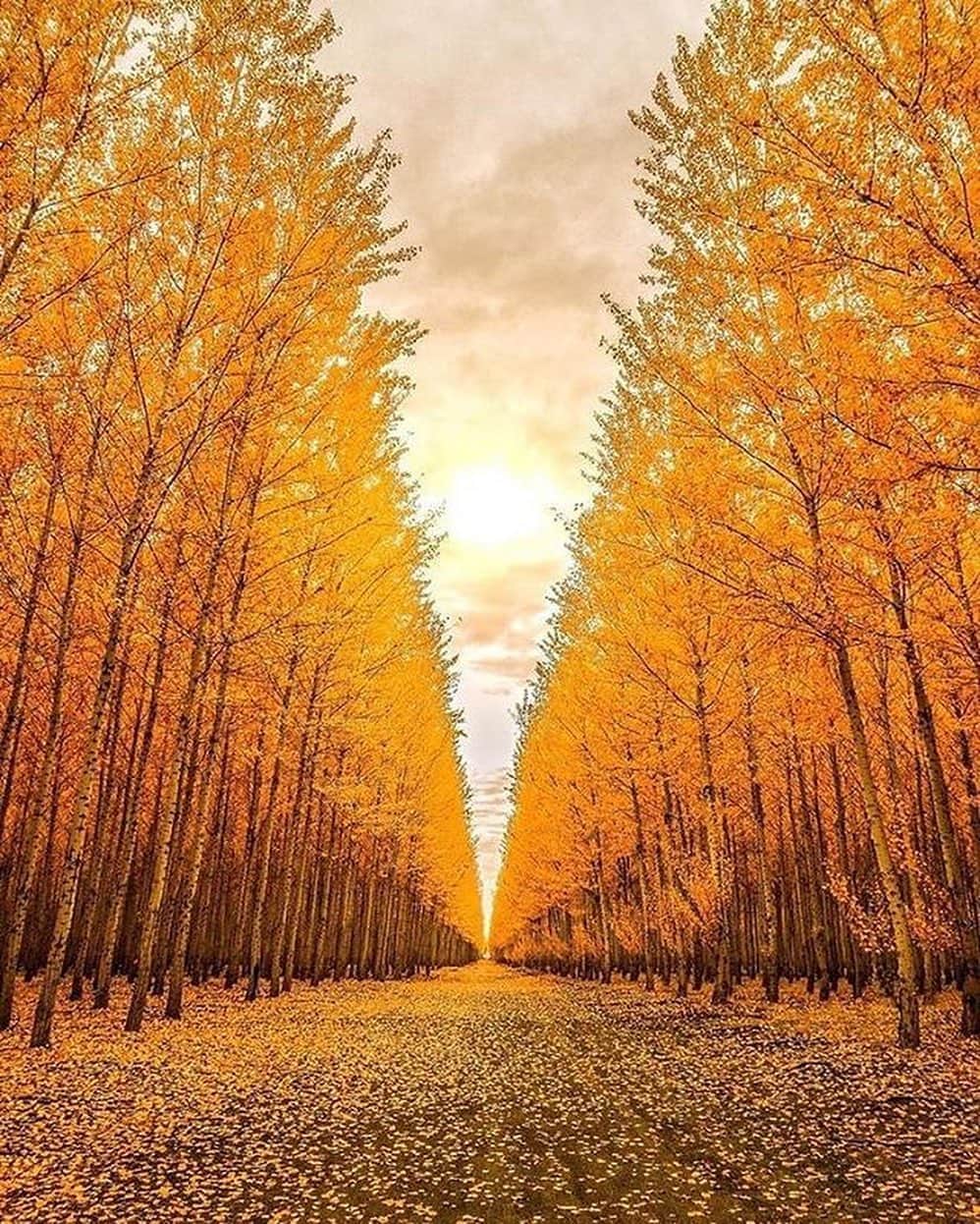 Canon Photographyさんのインスタグラム写真 - (Canon PhotographyInstagram)「Oh my 🤩 this is stunning!  Photography // @cbezerraphotos Curated by @steffeneisenacher  #orgeon #boardmanoregon #treetunnel #autumnvibes🍁 #autumn」10月24日 15時57分 - cpcollectives