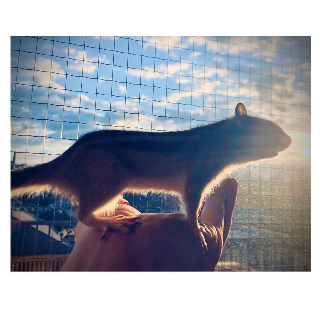 馬庭良介さんのインスタグラム写真 - (馬庭良介Instagram)「Sunrise with a chipmunk. #chipmunk #sunrise #シマリス #今朝の小太郎 #神々しく撮れました #シュタってしてる」10月24日 15時49分 - maniwa_ryosuke