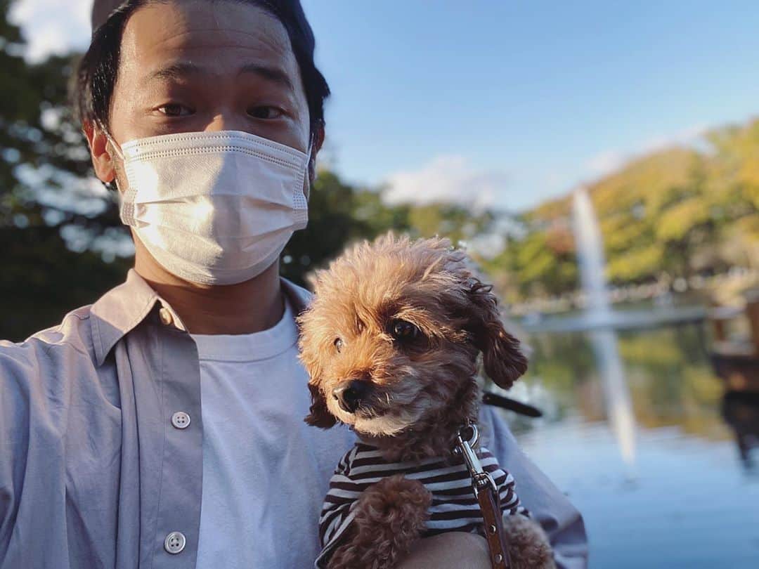 石川龍のインスタグラム：「まめきちも一緒に散歩。 ・ Taking a walk with mamekichi. ・ #まめきち #トイプードル #トイプードル女の子  #toypoodle  #toypoodlelove  #toypoodlegram」