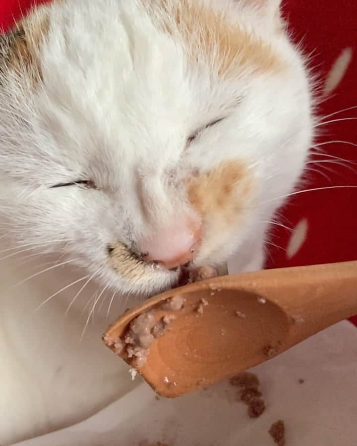 マルのインスタグラム：「🍚うみゃい₍^·͈༝·͈^ฅ 酸っぱい顔してるけど美味しい顔 . 鼻水でちゃって、ぼろぼろ落としてるけど 食べてくれたら、それで幸せ☺️ 今日🏥で、点鼻薬もらってきました。 . . #おうち時間#猫動画#癒し #もふもふ#love#ねこのきもち #猫との暮らし#cat#ねこ部#みんねこ #bestmeow#三毛猫#猫#ふわもこ部#にゃんすたぐらむ#ペコねこ部#instacat_meow」