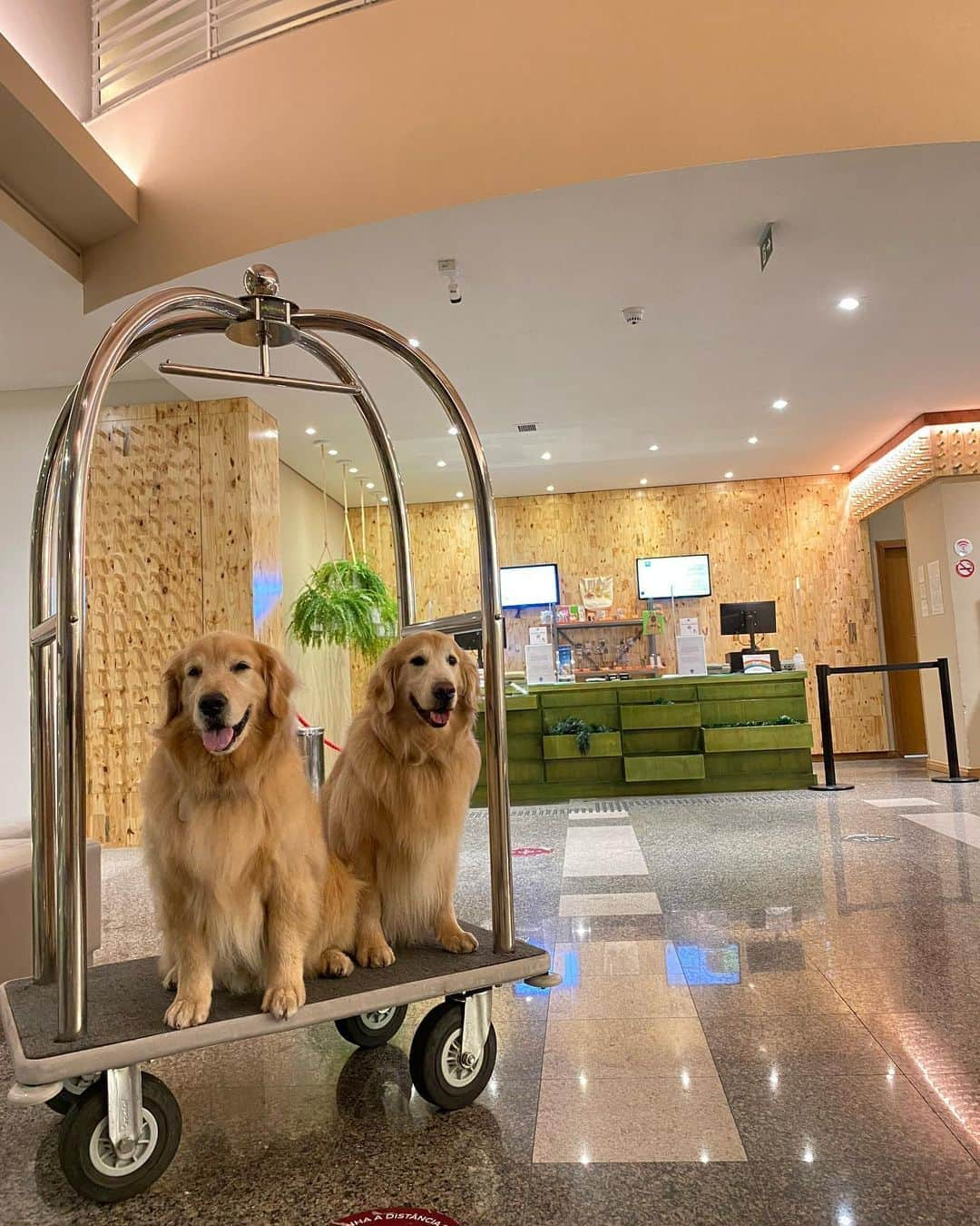 Bobさんのインスタグラム写真 - (BobInstagram)「Chegamos ao primeiro destino!!! CURITIBA!!!😃🐾🐾  Foi um pouco difícil mas achamos um hotel que aceita pets grandes!👏🏆  @ibisstylessantafelicidade 🔝🔝🔝 Agora o roteiro da cidade é por conta da @olapet.friendly , sigam e saibam  o que vai rolar por aqui 🙏🐾  . #ExpediçõesOlaPet #HyundaiPets  . Destino: Curitiba . #olapetfriendly #expedições #viagem #turismo #hotelaria #dicaspetfriendly #roteirodeviagem #corporativo #familiar #destinos #destinosnacionais #curitiba #parana #ibisstylessantafelicidade #santafelicidade #viagemcompets #vejasp #dogs #doglovers #dogsofinstagram #pets #petsofinstagram #instadaily #instagramers #goldenretrievers」10月24日 7時42分 - bob_marley_goldenretriever