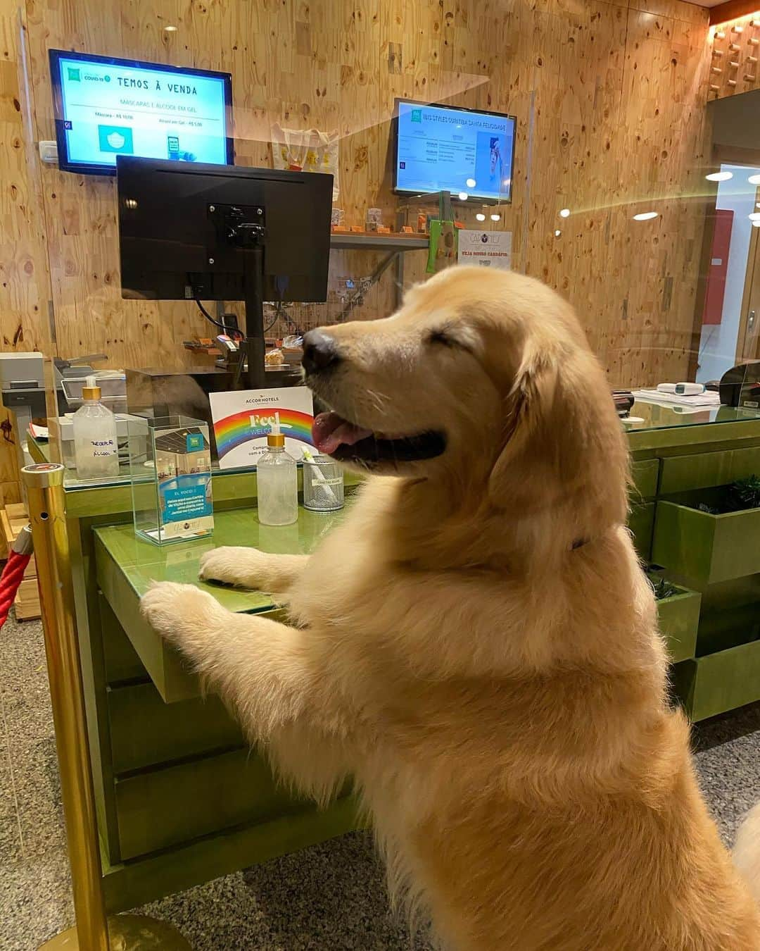 Bobさんのインスタグラム写真 - (BobInstagram)「Chegamos ao primeiro destino!!! CURITIBA!!!😃🐾🐾  Foi um pouco difícil mas achamos um hotel que aceita pets grandes!👏🏆  @ibisstylessantafelicidade 🔝🔝🔝 Agora o roteiro da cidade é por conta da @olapet.friendly , sigam e saibam  o que vai rolar por aqui 🙏🐾  . #ExpediçõesOlaPet #HyundaiPets  . Destino: Curitiba . #olapetfriendly #expedições #viagem #turismo #hotelaria #dicaspetfriendly #roteirodeviagem #corporativo #familiar #destinos #destinosnacionais #curitiba #parana #ibisstylessantafelicidade #santafelicidade #viagemcompets #vejasp #dogs #doglovers #dogsofinstagram #pets #petsofinstagram #instadaily #instagramers #goldenretrievers」10月24日 7時42分 - bob_marley_goldenretriever