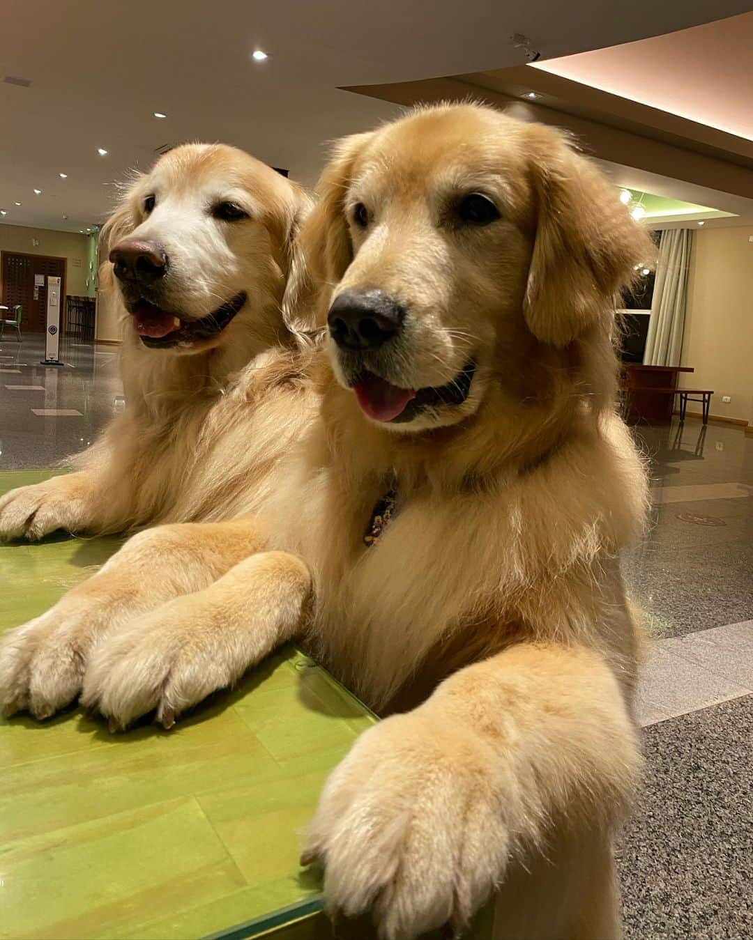 Bobさんのインスタグラム写真 - (BobInstagram)「Chegamos ao primeiro destino!!! CURITIBA!!!😃🐾🐾  Foi um pouco difícil mas achamos um hotel que aceita pets grandes!👏🏆  @ibisstylessantafelicidade 🔝🔝🔝 Agora o roteiro da cidade é por conta da @olapet.friendly , sigam e saibam  o que vai rolar por aqui 🙏🐾  . #ExpediçõesOlaPet #HyundaiPets  . Destino: Curitiba . #olapetfriendly #expedições #viagem #turismo #hotelaria #dicaspetfriendly #roteirodeviagem #corporativo #familiar #destinos #destinosnacionais #curitiba #parana #ibisstylessantafelicidade #santafelicidade #viagemcompets #vejasp #dogs #doglovers #dogsofinstagram #pets #petsofinstagram #instadaily #instagramers #goldenretrievers」10月24日 7時42分 - bob_marley_goldenretriever