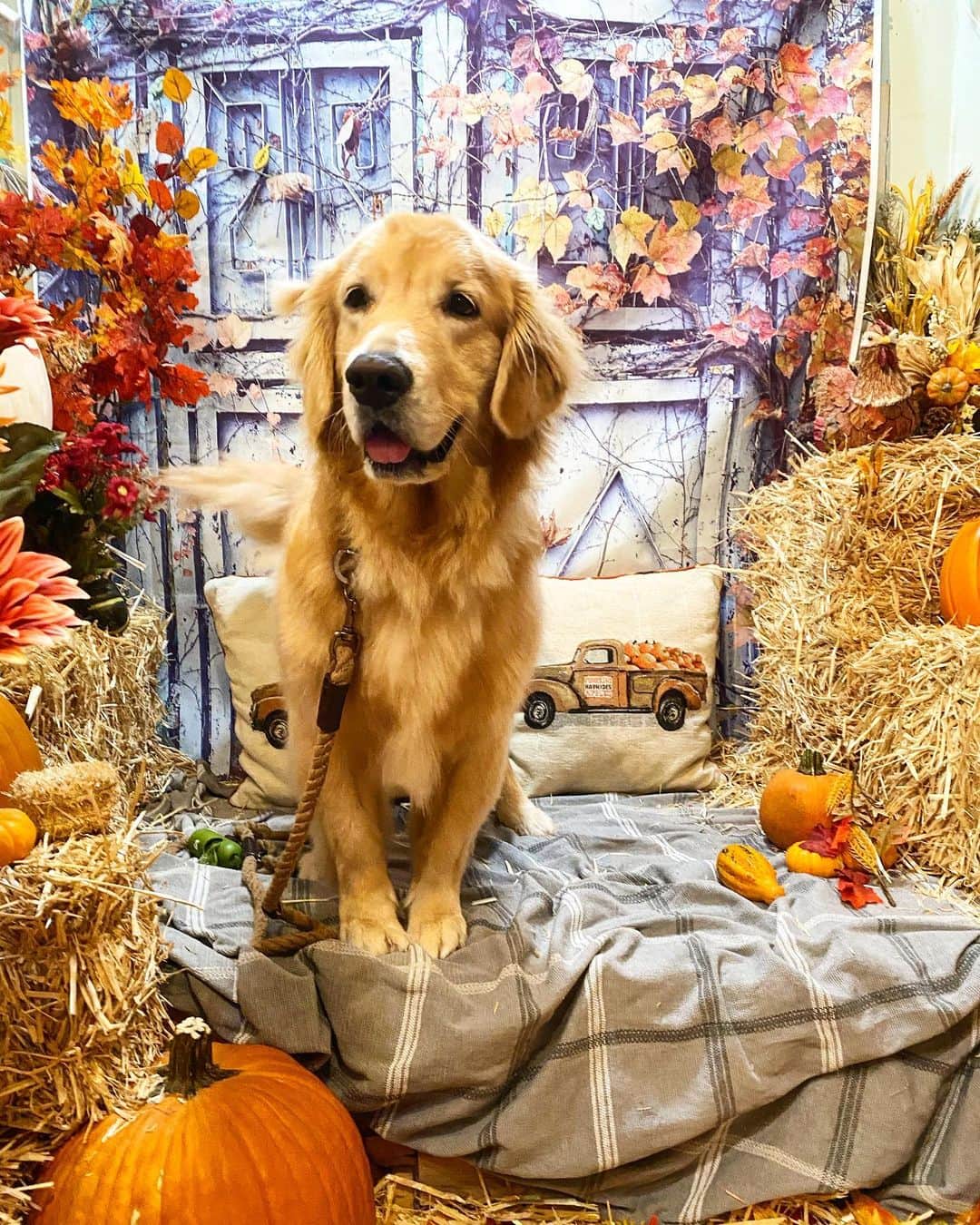ショーン・オプリーのインスタグラム：「Dog photo booths should be a thing, EVERYWHERE」