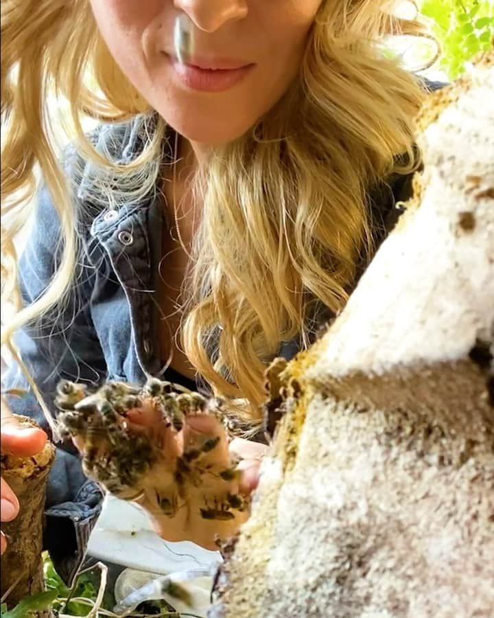 ジェイソン・デルーロのインスタグラム：「Bee removal! Saved the bees with the incredible @texasbeeworks today」