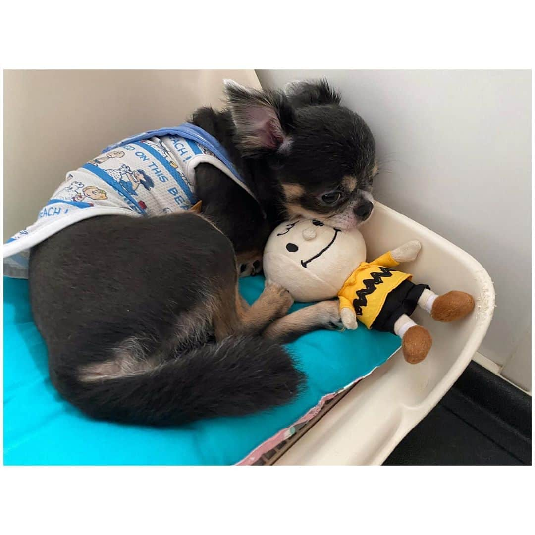 有明ゆなさんのインスタグラム写真 - (有明ゆなInstagram)「うとうと🐵🌼 . . . . #愛犬 #愛犬🐶 #愛犬家 #愛犬との暮らし #ちわわん #ちわわ部 #ちわわ #ちわすたぐらむ #ちわわ親バカ部 #ちわわ大好き #チワワちゃん #チワスタグラム #チワワ #チワワ部 #チワワラブ #チワワ画像 #チワワ大好き #dog #dogstgram #dogstagram」10月24日 8時29分 - ariake_yuna