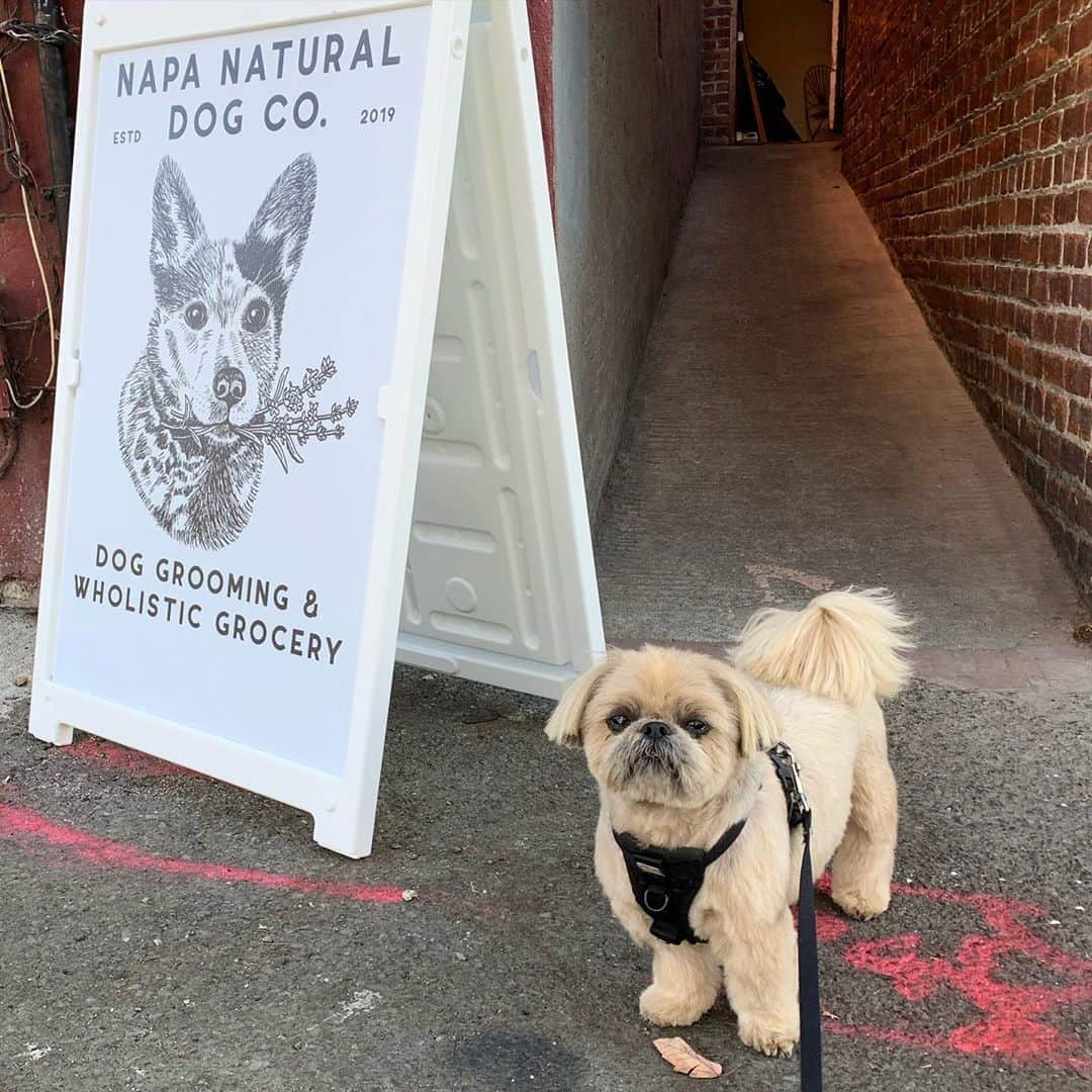 Dougie the Shih Tzuさんのインスタグラム写真 - (Dougie the Shih TzuInstagram)「Saw the wizard today. @napanatural.dogco」10月24日 9時05分 - dailydougie