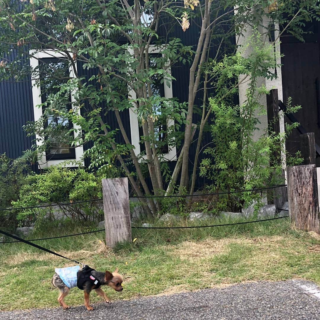 love23326のインスタグラム：「無事に到着🏥  そしてアム君入場 (((((((((っ･ω･)っ  それから名古屋高速が怖かった。 ((( ；ﾟДﾟ)))  彼女が一緒じゃなかったら そのまま名古屋まで 行ってまうところやった ありがとう  @s2.tyson_hunt.s2 アム君の恩人よ  📱@s2.tyson_hunt.s2  #アレルギー性皮膚炎 #皮膚科専門医 #酵母菌#マラセチア #わんこの皮膚病 #ヨークシャーテリア #富山#魚津#チッチの子 #ヨーキー #dogsofinstagram #dogstagram#cutedog  #요크셔테리어입양 #mydogs#canon#eos#개 #yorkshiresofinstagram #weeklyfluff」