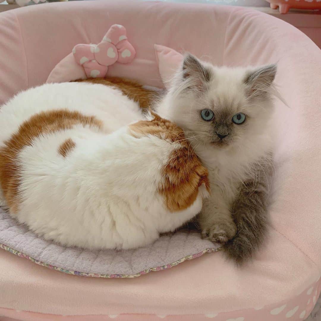のんたのインスタグラム：「朝から幸せCaturday💗 ③枚目のぽるくんめっちゃ癒し〜 #💗  #scottishfold #catstagram_japan #catsofinstagram #cats_of_instagram#catoftheday #ilovemycat #bestmeow #catlover #cutecat #kittensofinstagram #cute #スコティッシュフォールド#エキゾチックロングヘア#exoticlonghair#ブルーポイント#bluepoint#brothers」