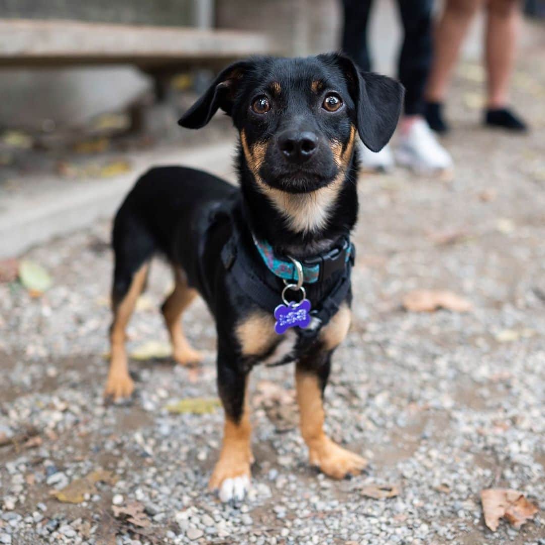 The Dogistさんのインスタグラム写真 - (The DogistInstagram)「Suitcase, Dachshund/Miniature Pinscher/Chihuahua/Jack Russell Terrier mix (2 y/o), Mario Lanza Dog Park, Philadelphia, PA • “I had a dog named Snoop, a four-pound Poodle, and she would always jump in my suitcase when I packed, so his name is an homage to her. He’s shy. This is his first time off-leash at a dog park.”」10月24日 9時17分 - thedogist
