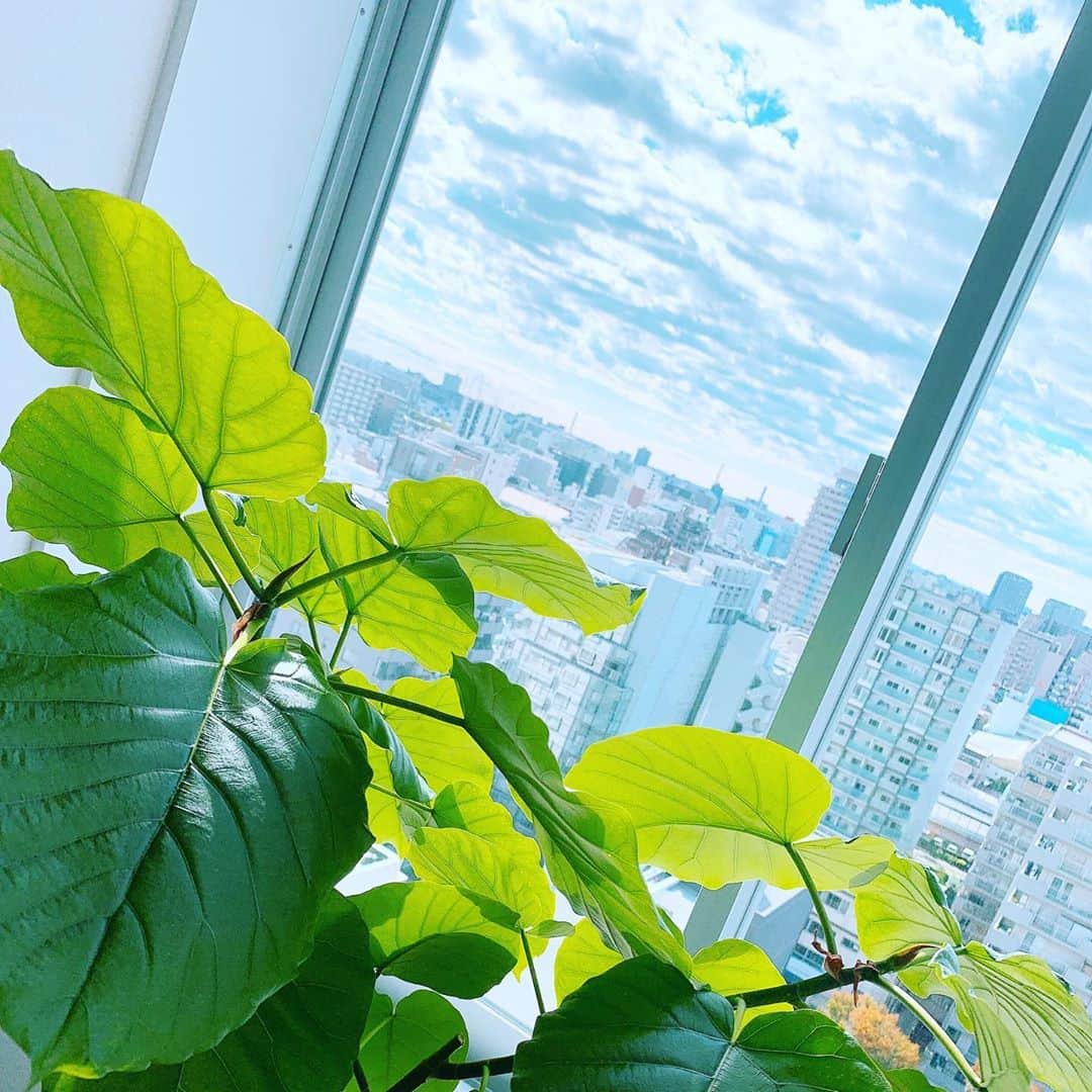仁田宏和のインスタグラム：「素敵な色合い。  #観葉植物  #観葉植物のある暮らし  #空」