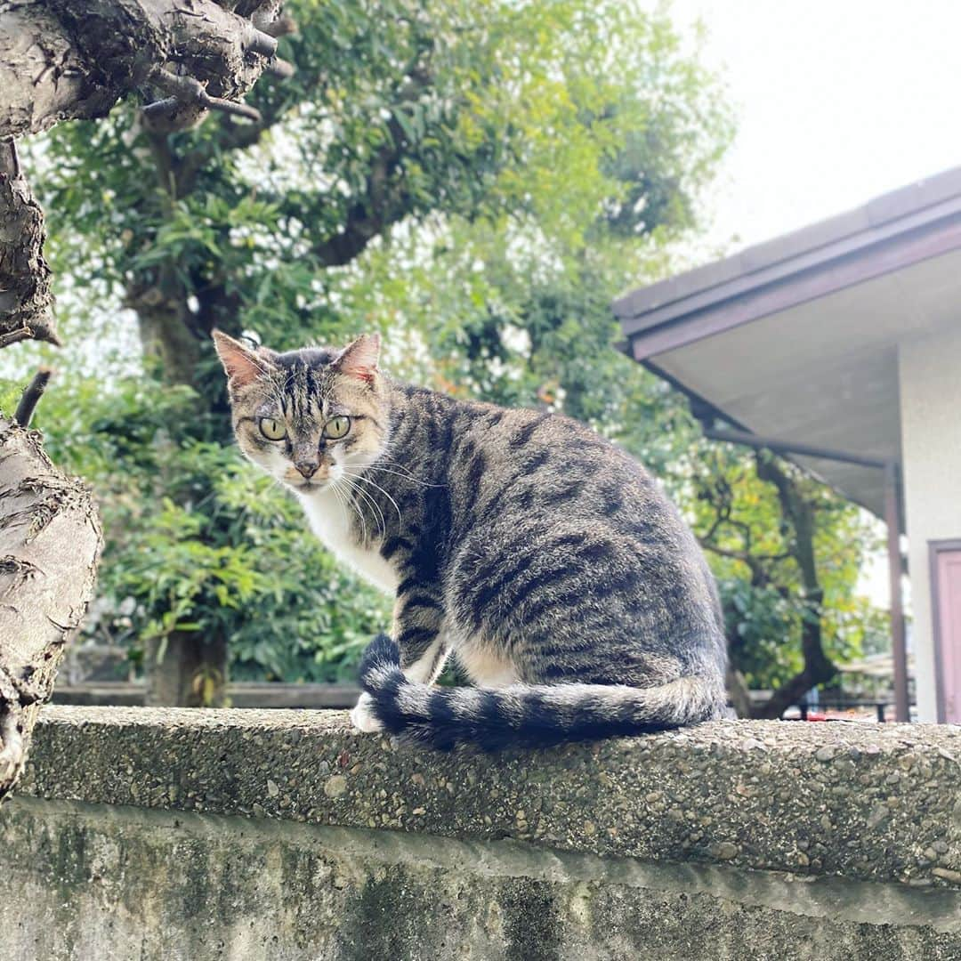 山田稔明のインスタグラム