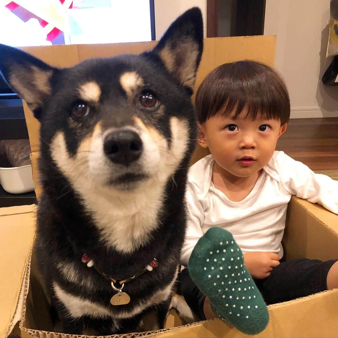 vo_coのインスタグラム：「🐻🧒🏻 昨日は盛りだくさん 午後イチで保育園の保護者面談 →そのまま園児返却（想定外） →買い物行けず →夕飯でファミレスデビュー →お風呂出る間際に「手が痛い」とギャン泣き →尋常じゃなさそうなので夜間救急へ →肘内障（肘の亜脱臼）の診断でその場で5秒で整復 →痛くなくなって元気に飛び跳ねるが布団入ったら即身仏 →朝から元気  小僧に振り回された半日でしたん こたちゃんのフードが届いた段ボールに自ら入り、横にこたちゃんも入れろとうるさいので仕上がったのがこちらになります 迷惑そうな顔しながら渋々付き合ってあげるこたちゃん優しい… * #こたつとぼくちゃん  #shibastagram #instashiba #shiba #shibainu #黒柴 #柴犬」