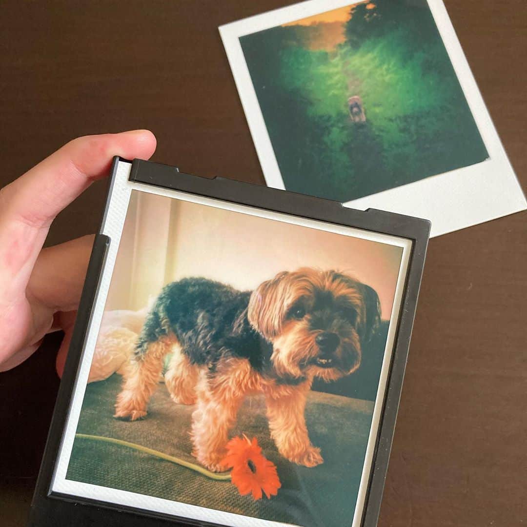 千葉アリサのインスタグラム：「ポラロイド写真  10歳になった相棒ルークの思い出写真を、現像機 で焼いてもらった🐶時間をかけて　色濃くでてくる　光や色味の具合をみるのも面白くて✨  あったかくて、ノスタルジックな風味。昔からすきだったなぁ！改めて、ポラの魅力にときめいた💗  thank you❣️ @akisome   #polaroid #polaroidlab」