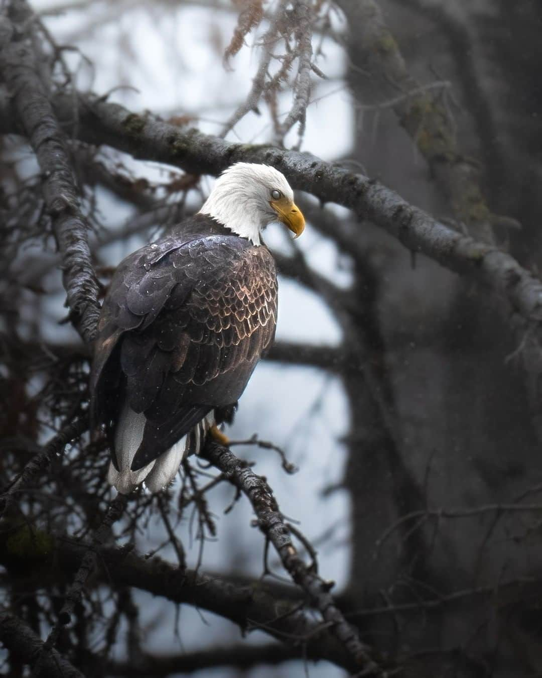 Discoveryさんのインスタグラム写真 - (DiscoveryInstagram)「No, this isn't a zombie bird. This bald eagle is merely activating its nictitating membrane, or "third eyelid". The membrane cleans the eye while allowing the eagle to maintain its vision as it looks for prey.  Photo + Caption: Jeff Brener (@jeff.n.brenner)  #eagle #spookyseason #zombie #creepycute #birdsofinstagram #birdsofprey」10月24日 9時33分 - discovery