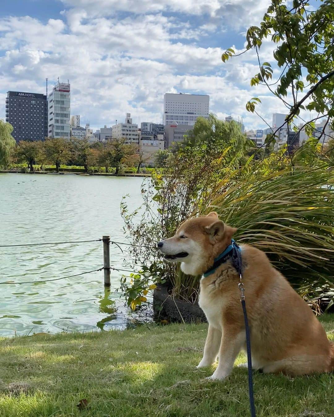 まる（まるたろう）のインスタグラム