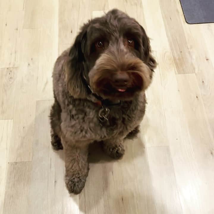アンジー・マルチネスのインスタグラム：「big friday night at my house. 😜🐶 #Uzi  @omgomega #pegaochallenge」