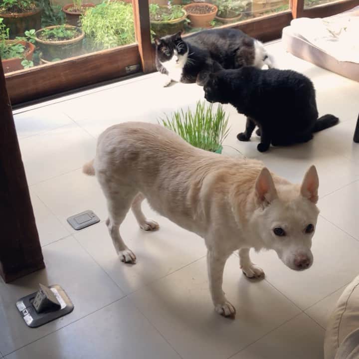 パンといっぴきのインスタグラム：「#犬と猫 #元保護犬 #元野良猫 #元保護猫 #雑種犬 #白黒猫 #ハチワレ #黒猫 #catanddog #crossbreed #blackandwhitecat #blackcat #tuxedocat #キップル14歳　#猫草」
