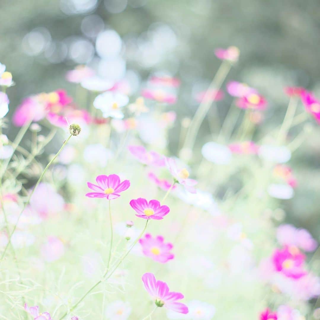 kiccyomuのインスタグラム：「☁️ 2020.10.24 Sat #昭和記念公園 #コスモス 🌸 #心に花を  久しぶりに天気が良さそうな週末… コスモス 🌸 間に合うかな？ 土曜日…今日も元気に🤗  location #東京 📷撮影 2020年10月18日 #オールドレンズ 📷 #Minolta」