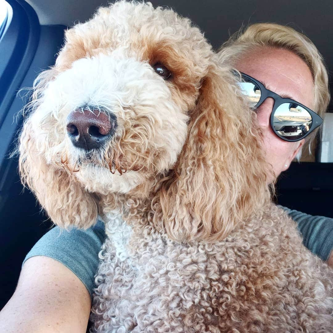 ソフィー・シュミットのインスタグラム：「Road trip!  Battle for shotgun has begun. #Houston ➡️ #100MileHouse . . #RoadTrip #Adventure #Goldendoodle #puppy #Dog #usa #canada #HoustonDash」