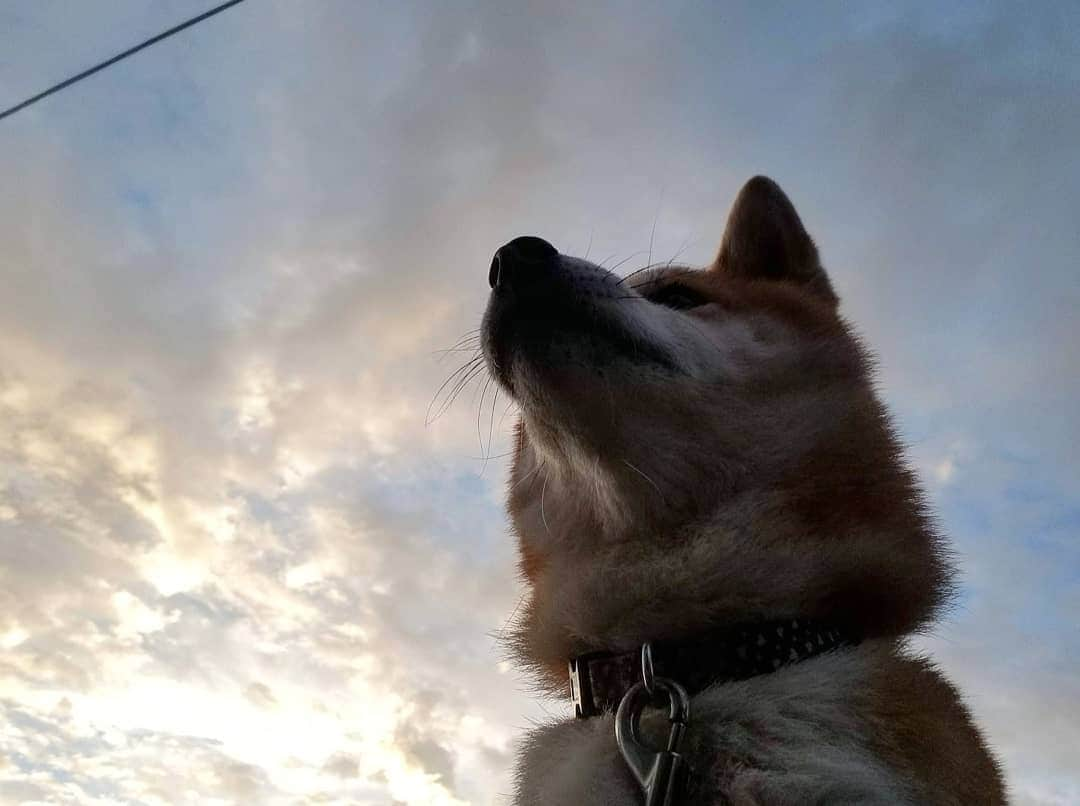 柴犬たま Shibainu Tamaさんのインスタグラム写真 - (柴犬たま Shibainu TamaInstagram)「朝焼け🌄﻿ ﻿﻿﻿ Caption trans🇬🇧﻿﻿﻿ morning glow🌄﻿ ﻿﻿﻿ #たま家族 #柴犬ミケ #ミケママ #朝焼け #空 #雲 #たま空シリーズ #あご黒 #かなりひし形﻿ #カモメ眉毛 #カモメ眉﻿ #柴犬 #shiba #shibainu #shibastagram #犬 #dog」10月24日 10時22分 - tama7653