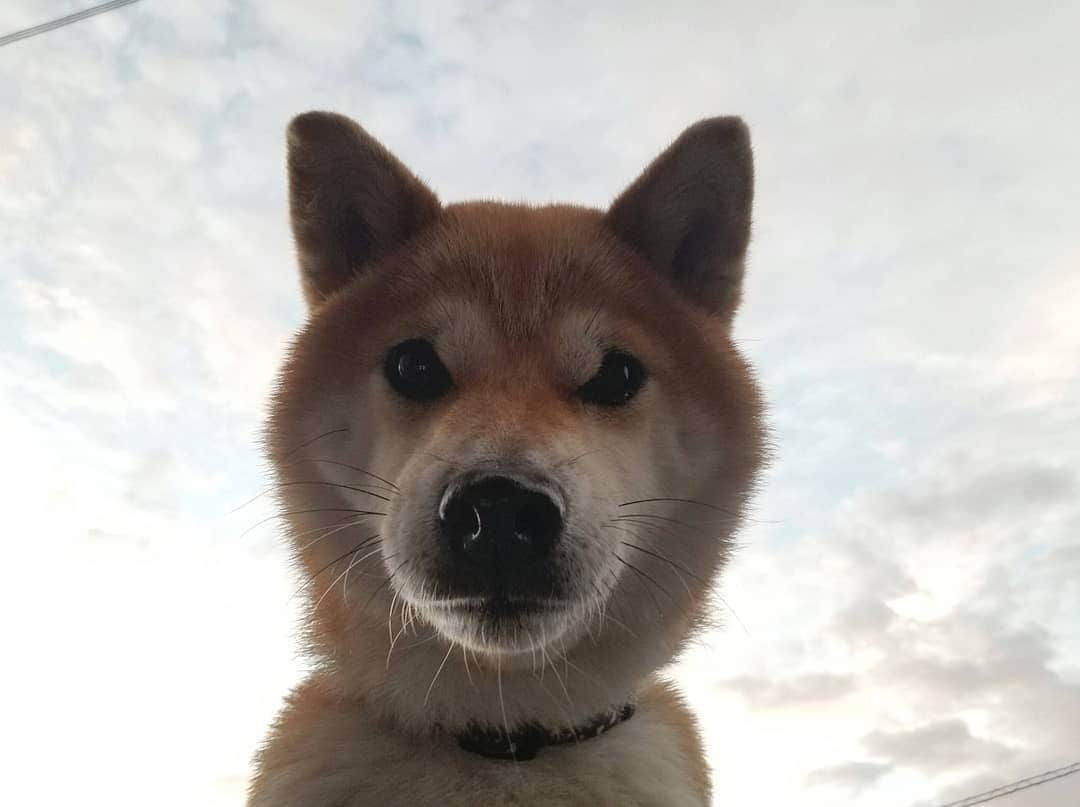 柴犬たま Shibainu Tamaさんのインスタグラム写真 - (柴犬たま Shibainu TamaInstagram)「朝焼け🌄﻿ ﻿﻿﻿ Caption trans🇬🇧﻿﻿﻿ morning glow🌄﻿ ﻿﻿﻿ #たま家族 #柴犬ミケ #ミケママ #朝焼け #空 #雲 #たま空シリーズ #あご黒 #かなりひし形﻿ #カモメ眉毛 #カモメ眉﻿ #柴犬 #shiba #shibainu #shibastagram #犬 #dog」10月24日 10時22分 - tama7653