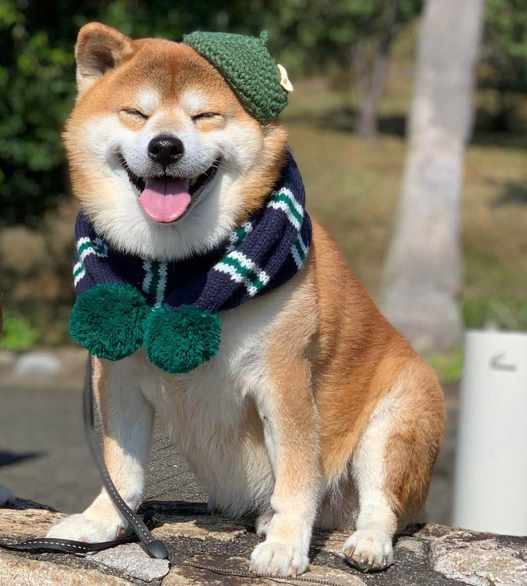 shibainu berryさんのインスタグラム写真 - (shibainu berryInstagram)「Good morning☀️ Have a nice weekend🐻❣️ 皆さま楽しい週末を〜✨ #❤️迷子犬の掲示板四国 @maigo_dog_shikoku #めざせ迷子犬ゼロ👌 #柴犬 #べりやん #べりむく #多頭飼い #徳島 #berry #shiba #shibainu  #shibainumania #shibastagram #instashiba #ぷにっと部 #口角キュキュッと部  #チーム俺様 →部員絶賛募集中 #shiba_snap #proudshibas #west_dog_japan #サンデイ #instagramjapan #ふわもこ部 #pecoいぬ部 #pecotv #buzzfeedanimals #dogsofinstagram #9gag  @9gag @barked」10月24日 10時39分 - shibainu.berry