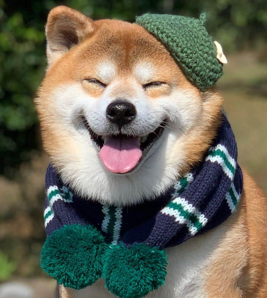 shibainu berryさんのインスタグラム写真 - (shibainu berryInstagram)「Good morning☀️ Have a nice weekend🐻❣️ 皆さま楽しい週末を〜✨ #❤️迷子犬の掲示板四国 @maigo_dog_shikoku #めざせ迷子犬ゼロ👌 #柴犬 #べりやん #べりむく #多頭飼い #徳島 #berry #shiba #shibainu  #shibainumania #shibastagram #instashiba #ぷにっと部 #口角キュキュッと部  #チーム俺様 →部員絶賛募集中 #shiba_snap #proudshibas #west_dog_japan #サンデイ #instagramjapan #ふわもこ部 #pecoいぬ部 #pecotv #buzzfeedanimals #dogsofinstagram #9gag  @9gag @barked」10月24日 10時39分 - shibainu.berry