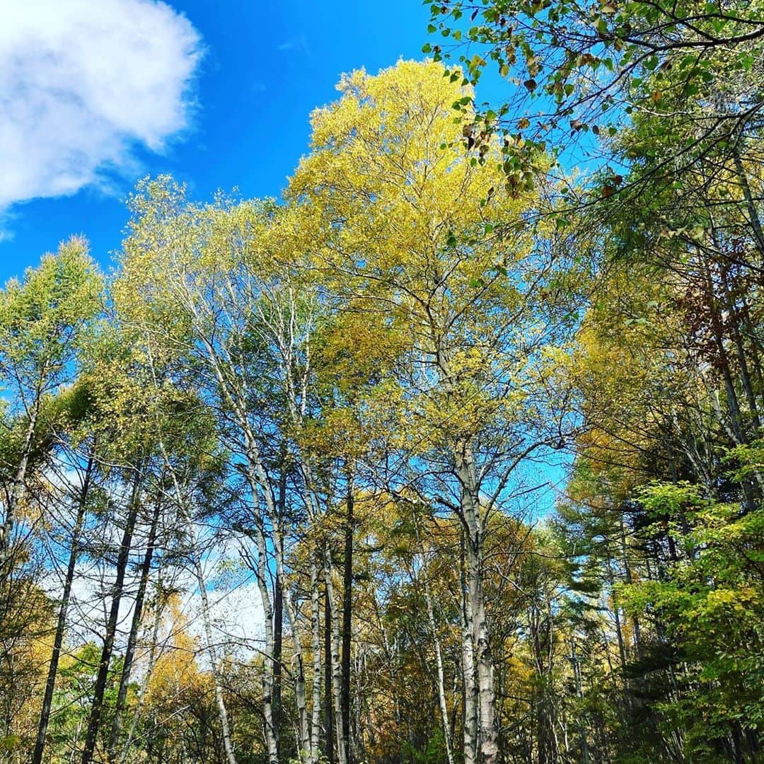 井上荒野さんのインスタグラム写真 - (井上荒野Instagram)「散歩」10月24日 10時50分 - arereno
