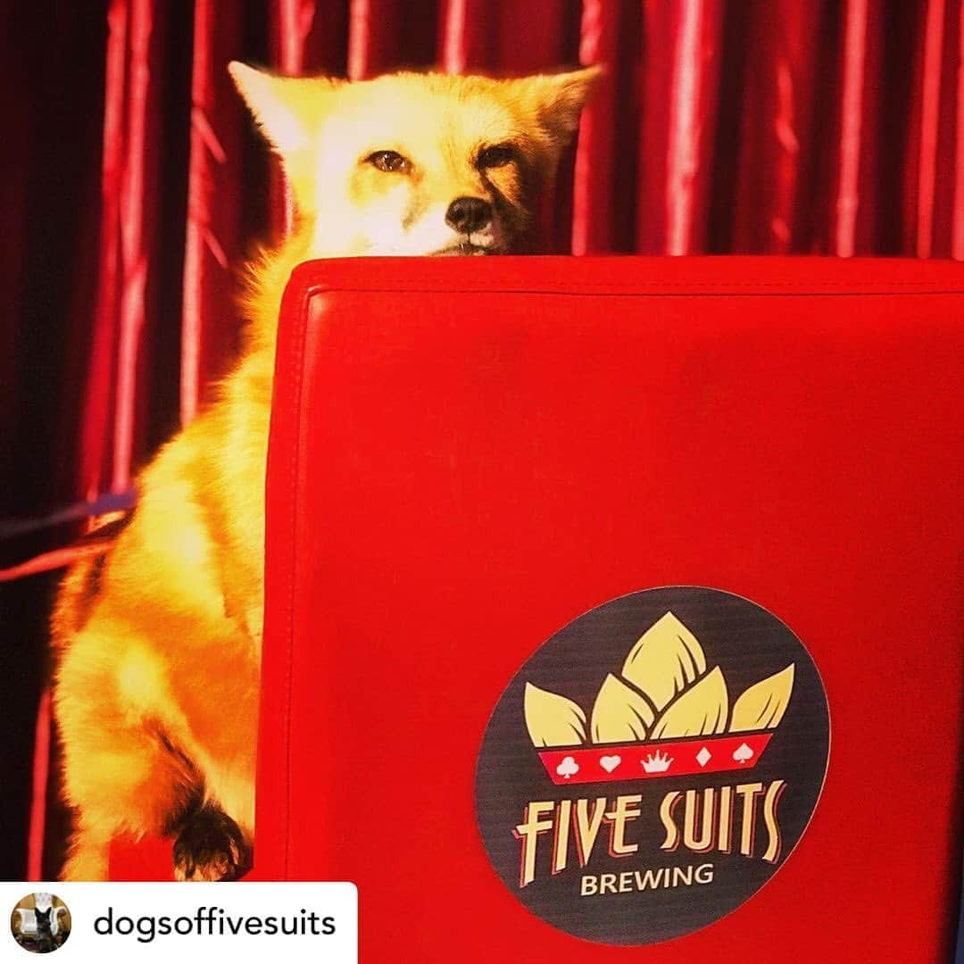 Rylaiさんのインスタグラム写真 - (RylaiInstagram)「Huge thank you to @fivesuitsbrewing brewing for hosting our Panda & Her Pals Project Planter fundraiser pick-up and meet an Ambassador. Our Ambassador was Viktor for our meet and greet and he is such a superstar!!! He was thrilled to meet every new person, eat some Plantains from @al_toquepk and get scratches!!  . We are winding down our Fox Planter Fundraiser and it will be ending around Thanksgiving... so order them now to help support the #PPP!!! We also have adorable Ambassador Stickers and Pins!  Thank you to @sirtaeto and @novacharle for helping today!!!  .  Posted @withregram • @dogsoffivesuits And yes... A FOX! Thanks to @jabcecc for coming out tonight! Great people and great conservation effort! #dogs #dogsofinstagram #dog #dogstagram #puppy #instadog #brewerydog - - - - - #brewdog #doglover #dogoftheday #doglovers #pets #doglife #adoptdontshop #dogsofinsta #sdbeer #beerdog #brewerydogs #craftbeerdog #brewerypup #adoptdogs #dogadoption #dogsoffivesuits #beerdogs #fivesuitsbrewing #sdbrewdogs #vista #sandiego #sdbrewdog」10月24日 11時24分 - jabcecc