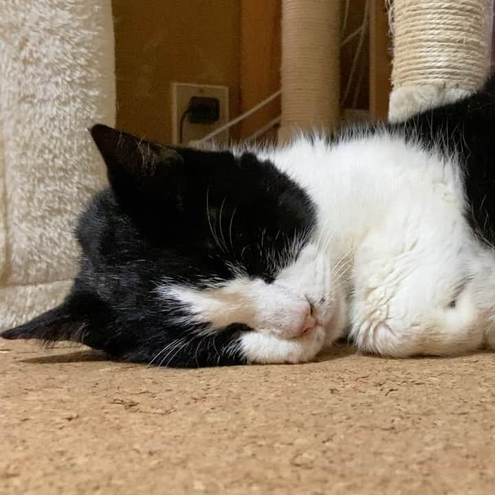 MAKO0MAKO0のインスタグラム：「Zzz #cat #genki #zzz #catlife #catlovers #catractive #cat_delight #mako0mako0 #ねこ　#ねこ動画　#かわいい💕 #元気君　#20歳猫 #まこまこ　#猫のいる暮らし #猫のいる生活 #猫スタグラム」