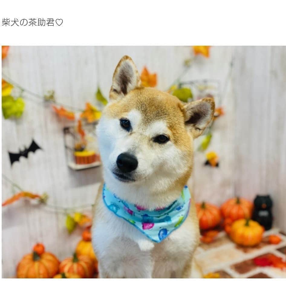 柴犬⭐️サスケさんのインスタグラム写真 - (柴犬⭐️サスケInstagram)「こんにちワン #柴犬#赤柴#犬ら部#ふわもこ部#わんだフォ #いぬのいる暮らし #トリミング#シャンプー#いい匂い#あいにくの雨#いつまで続くかな#茶助#北海道#柴北会 #前回と前々回#pecoいぬ部 #shibasnap #shibagram #shibastagram #🐶#🐶📷」10月24日 12時08分 - shiba20150405