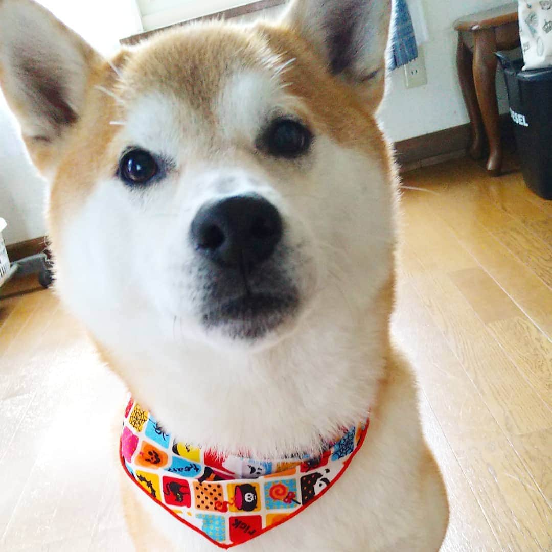 柴犬⭐️サスケさんのインスタグラム写真 - (柴犬⭐️サスケInstagram)「こんにちワン #柴犬#赤柴#犬ら部#ふわもこ部#わんだフォ #いぬのいる暮らし #トリミング#シャンプー#いい匂い#あいにくの雨#いつまで続くかな#茶助#北海道#柴北会 #前回と前々回#pecoいぬ部 #shibasnap #shibagram #shibastagram #🐶#🐶📷」10月24日 12時08分 - shiba20150405